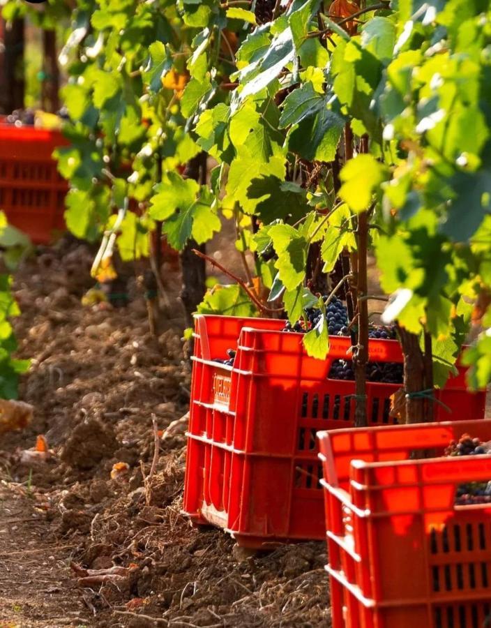 Acero Rosso B&B In Franciacorta Erbusco Bagian luar foto