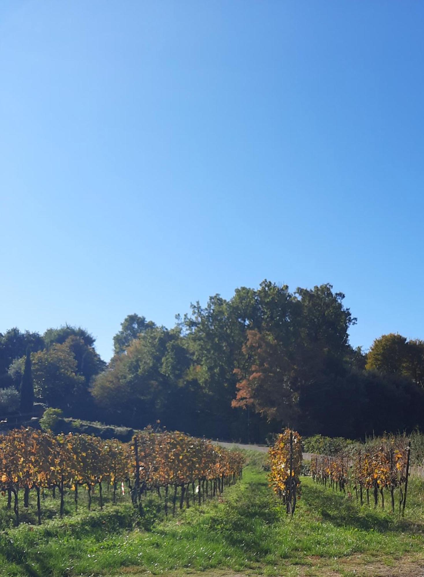 Acero Rosso B&B In Franciacorta Erbusco Bagian luar foto